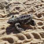 WhatsApp Image 2026-03-25 at 09.15.11