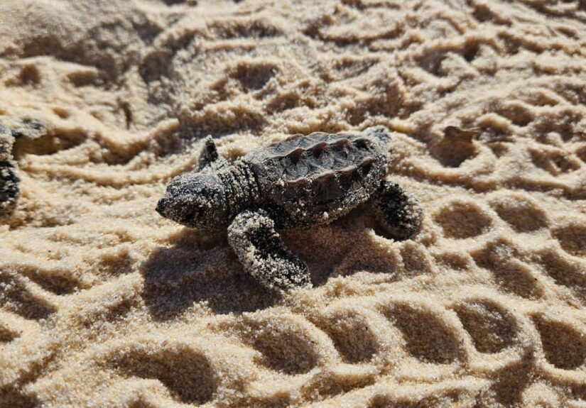 WhatsApp Image 2026-03-25 at 09.15.11