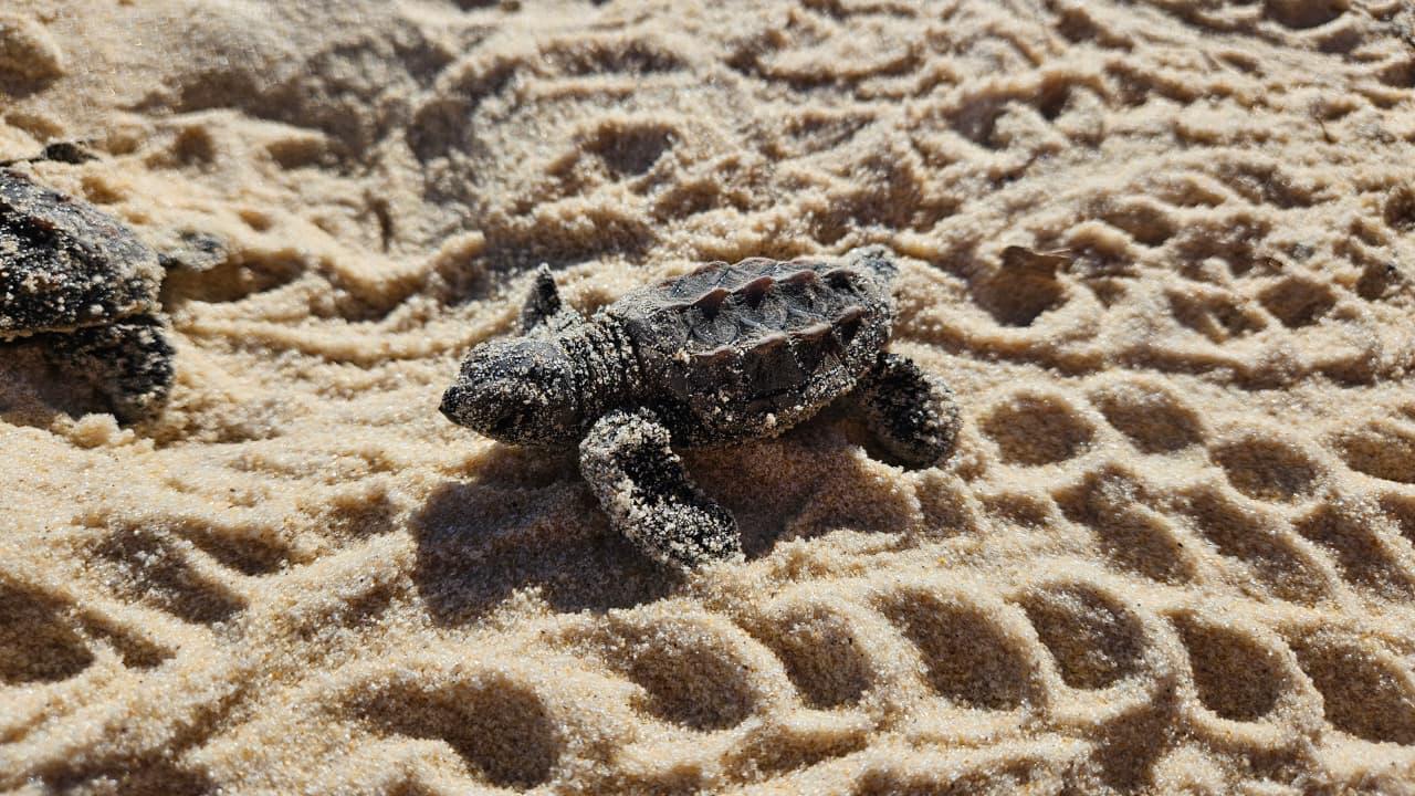 WhatsApp Image 2026-03-25 at 09.15.11